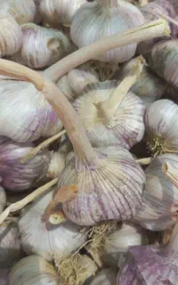 سیر قرمز درشت
