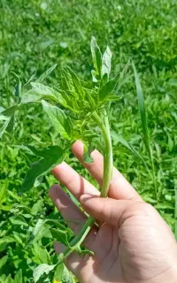 فروش نهال گوجه فرنگی