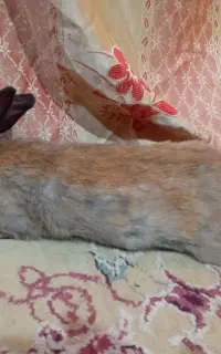 خرگوش ماده ۴ تا درم