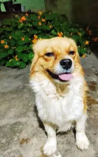 سگ پامر