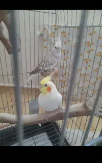 عروس هلندی مولد سخنگو