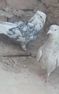 کبوتر