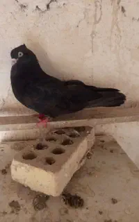 کبوتر