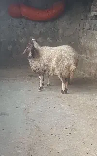 گوسفند شک جوان ۳شیره پستان کرده