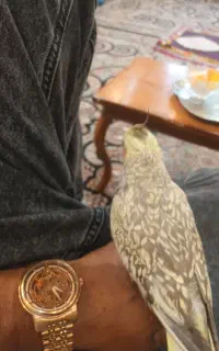ساعت گم شده