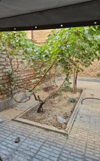 نظافتچی خانم