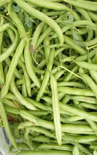 لوبیاسبز