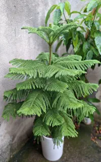 گل مطبق