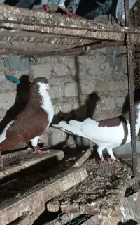 کفتر ساده