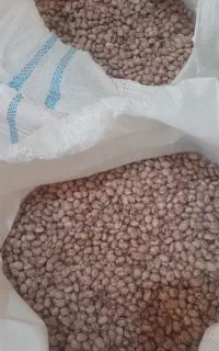 لوبیا چیتی تناژ بالا