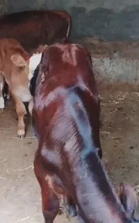 گوساله‌نروماده
