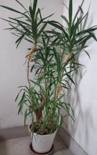 درختچه وگل