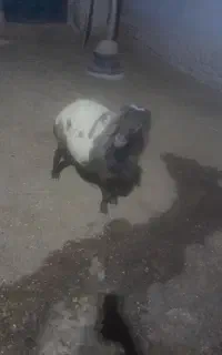 سلام قوچ پلنگی خوشگل کاربلد