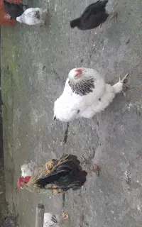 مرغ و خروس اصل برهما