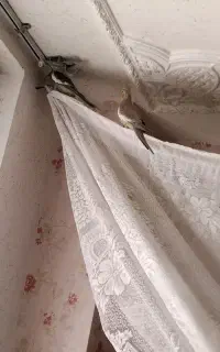 فروش یک جفت عروس هلندی
