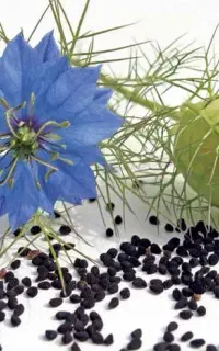سیاهدانه اعلاء ارگانیک با خاصیت فرادرمانی