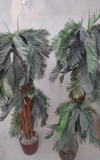 نخل گلدون