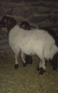 گوسفند زنده