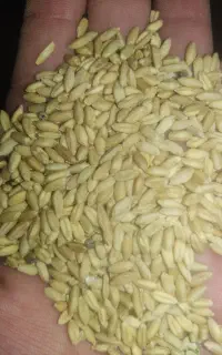گندم هشت رود مناسب برای بذر 600کیلو (پاک نکرده)