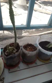 کاکتوس