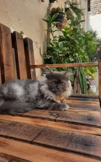 گربه پرشین دو نیم ماهه به اسم فسقلی فروشی 14