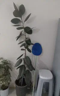 گل فیکوس بلک هست