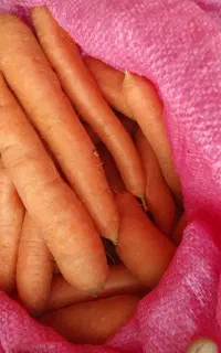هویچ تره تازه