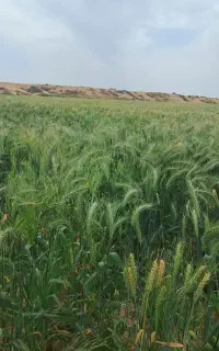گندم اوکراینی خارجی