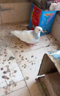 طوقی