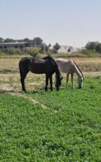 باشگاه سوارکاری.آموزش و پانسیون اسب