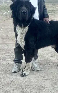 نر قدرجونی اصیل