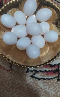 تخم کبوتر تازه