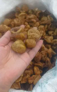 انجیروپونه  خشک منگره موجوده درجه یک تازه