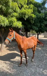 اسب ماده ۵ ساله سواری ده