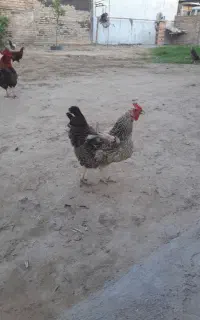 مرغ تخم گذار