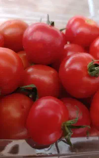 گوجه گیلاسی ارگانیک
