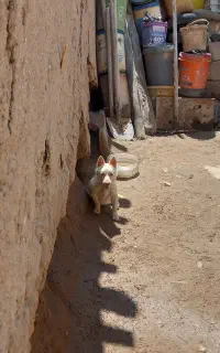 پاکوتاه