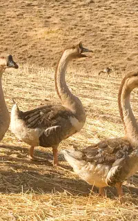 قوغاز دوساله و هفت ماهه آفریقایی نژاد اصیل