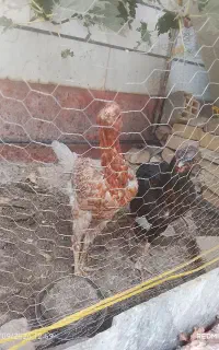 جوجه لاری