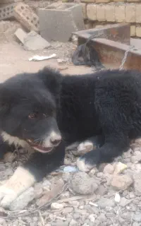 توله سگ ۴ ماهه قدر جونی