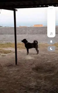 سگ سرابی