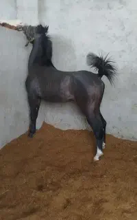 کره ۱۸ ماهه