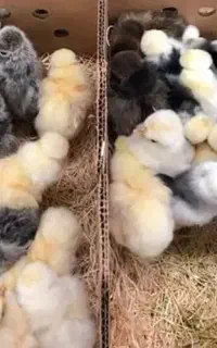 جوجه مرغ کاکلی