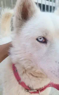 هاسکی هشت ماهه نر..