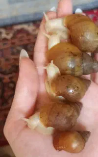 فروش حلزون آچاتینا آلبینو