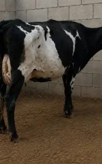گاو کل با گوساله