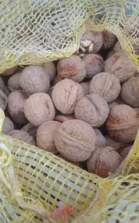پوست گیری گردو با دستگاه  با خاک اره