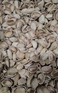 خریدپوست‌پسته‌.تناژ.خرده