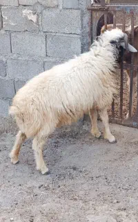 بره نر