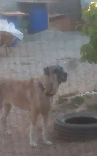 سگ ماده سراب